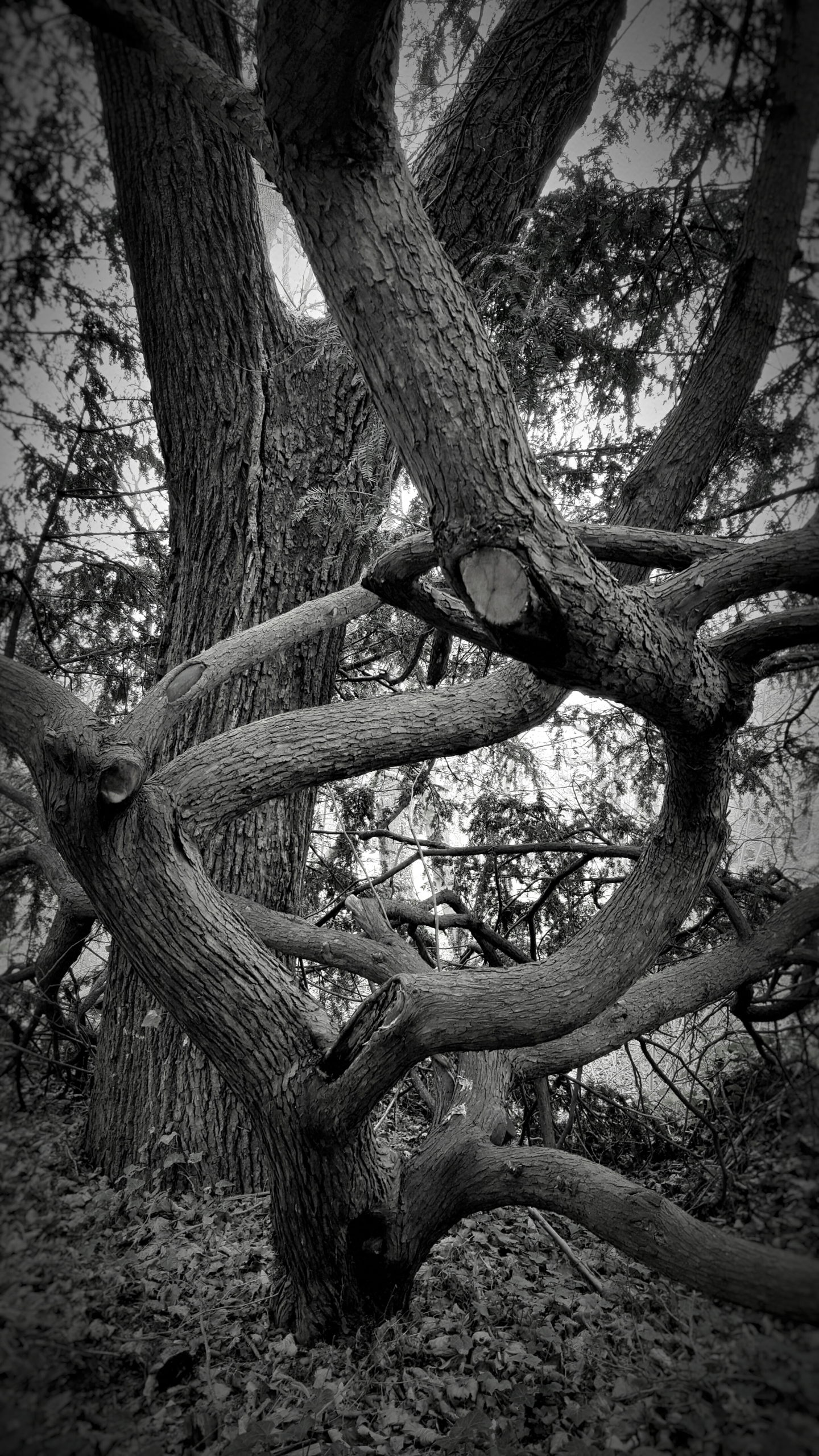 Dramatic Black & White 1463079765432 01